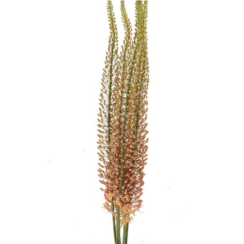 EREMURUS HERCULES
