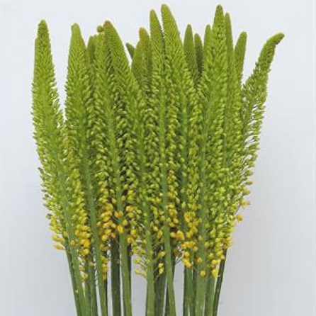 EREMURUS IMAGE
