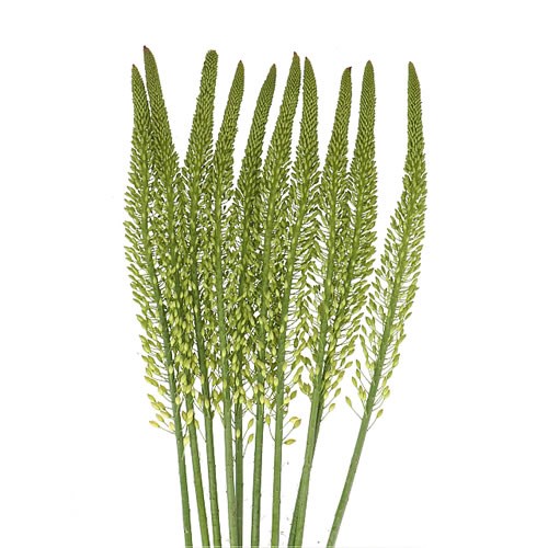 EREMURUS MONEYMAKER