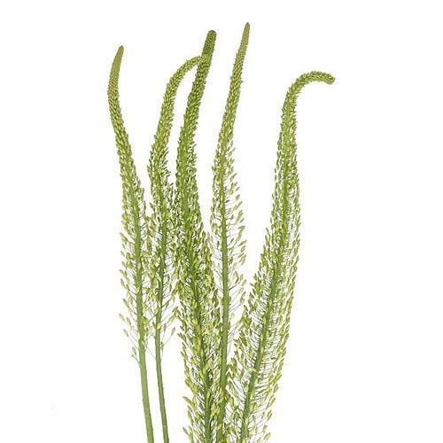EREMURUS OBELISK