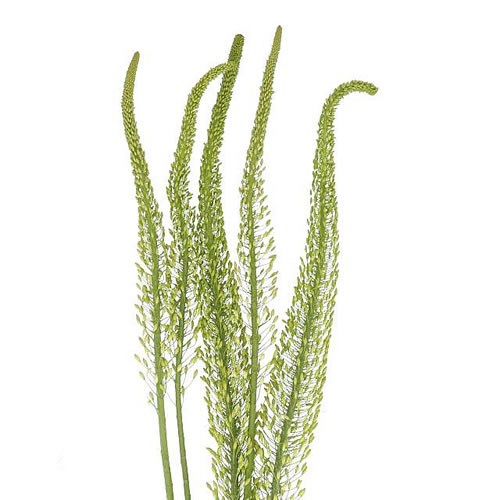 EREMURUS OBELISK