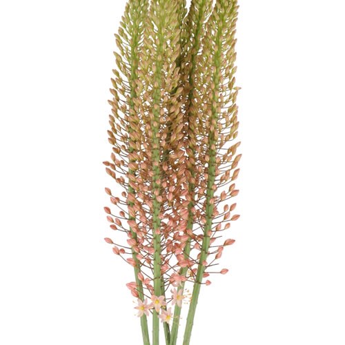 EREMURUS PINK CLEOPATRA