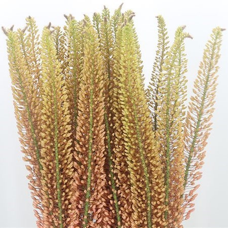 EREMURUS PINK FLOYD