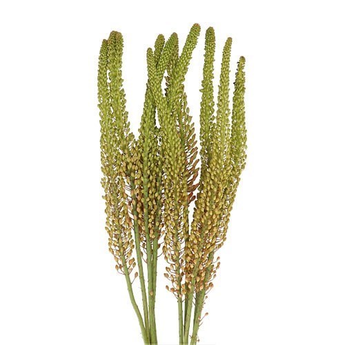 EREMURUS PINOKKIO