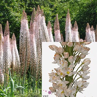 Eremurus robustus