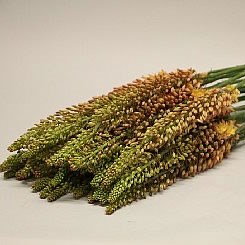 EREMURUS RUITER