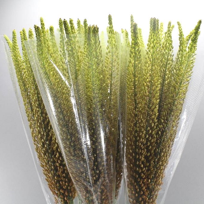 EREMURUS RUMBA