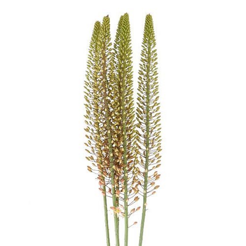 EREMURUS SALMON BLOSSOM