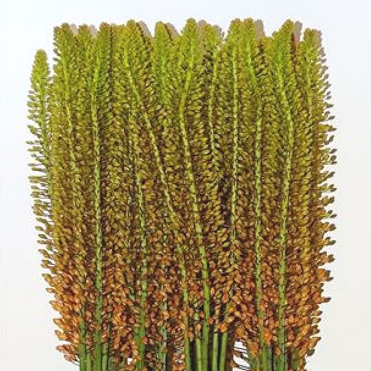 EREMURUS SALMON BLOSSOM