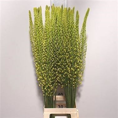 EREMURUS SHELFORD YELLOW SUN