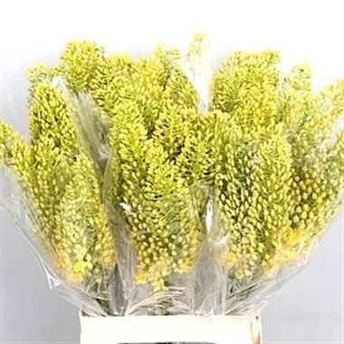EREMURUS STENOPHYLLUS