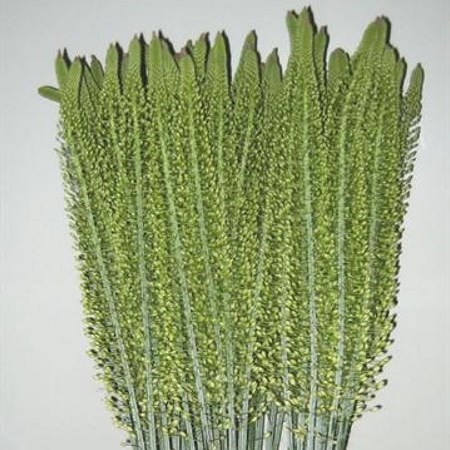 EREMURUS VANILLA