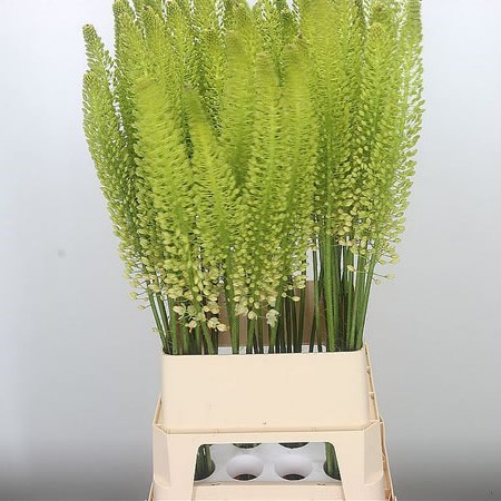 EREMURUS WHITE BEAUTY