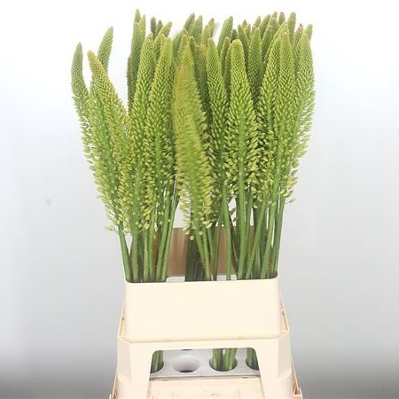 EREMURUS WHITE WEDDING