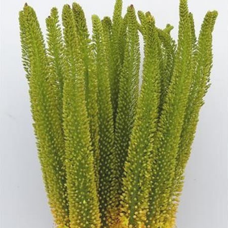 EREMURUS YELLOW IMPACT