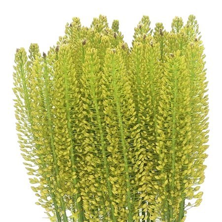 EREMURUS YELLOW KING