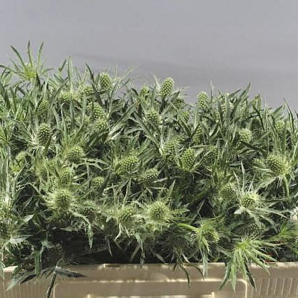 ERYNGIUM ALPINUM WHITE STAR