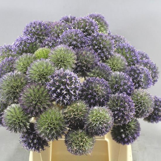 ERYNGIUM BUTTON