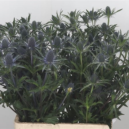 ERYNGIUM DOBIDA