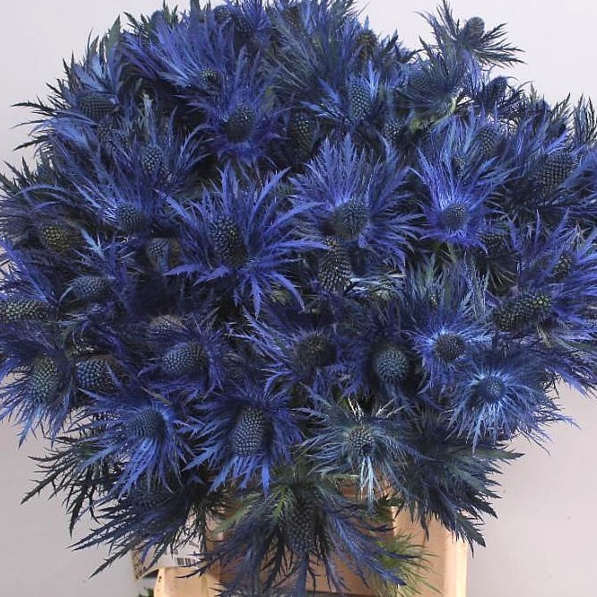 ERYNGIUM DONARD VARIETY