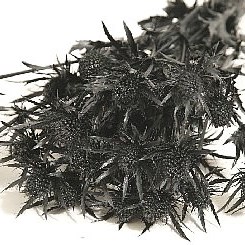 ERYNGIUM DYED BLACK