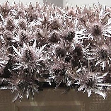 ERYNGIUM DYED CHAMPAGNE