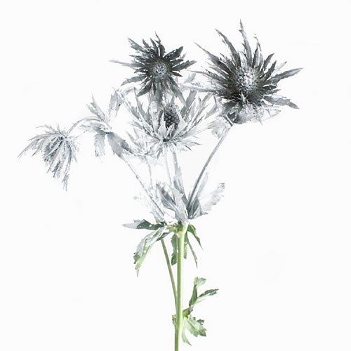 ERYNGIUM DYED SILVER