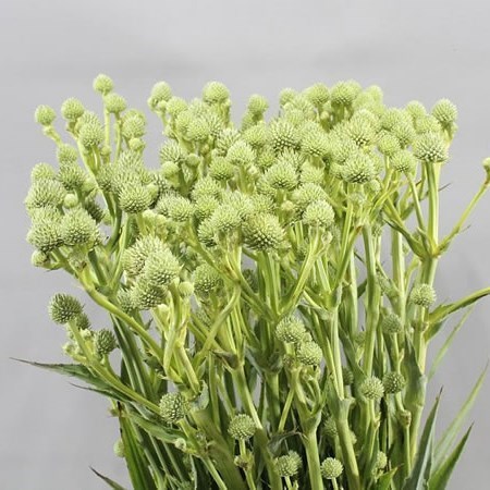 ERYNGIUM MAGICAL GREEN GLOBE