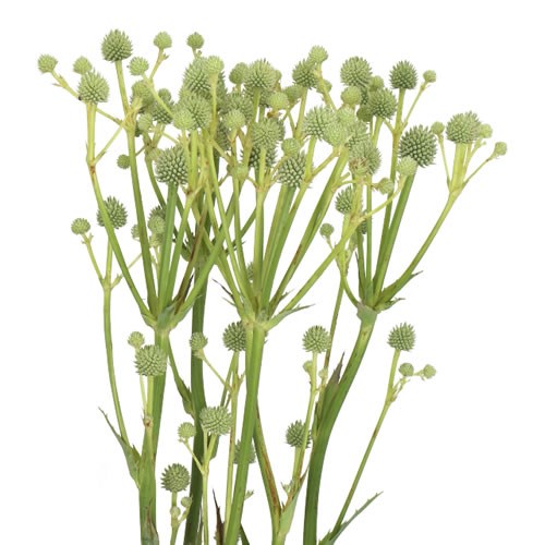 ERYNGIUM MAGICAL GREEN GLOBE 80cm Wholesale Dutch Flowers & Florist