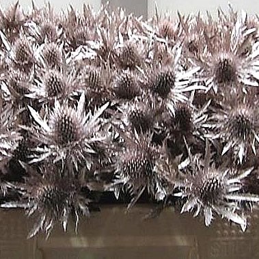 ERYNGIUM ORION DYED CHAMPAGNE