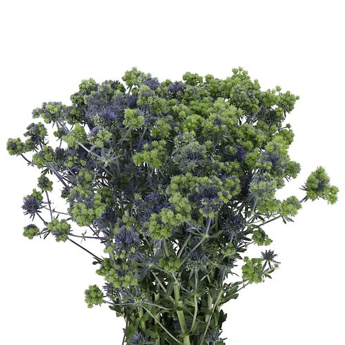 ERYNGIUM PLANUM MAGICAL SYMPHONY 60cm Wholesale Dutch Flowers