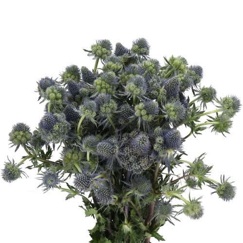 ERYNGIUM PYRAMID