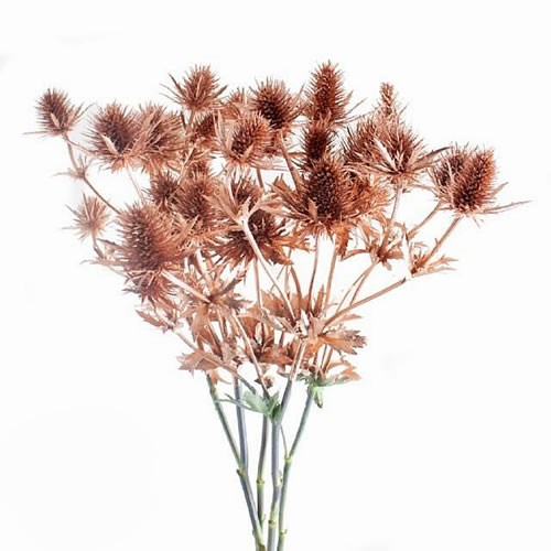 ERYNGIUM SUPERNOVA DYED COPPER