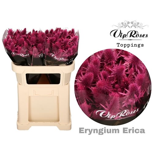 ERYNGIUM SUPERNOVA DYED ERICA