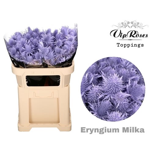 ERYNGIUM SUPERNOVA DYED LILAC