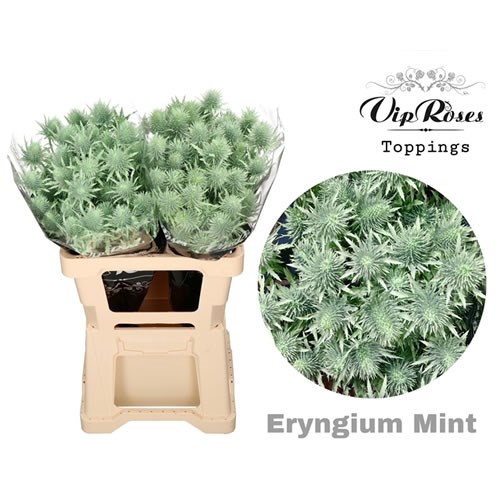 ERYNGIUM SUPERNOVA DYED MINT