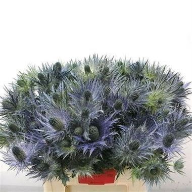 ERYNGIUM (THISTLE) ALPINUM