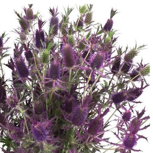 ERYNGIUM (THISTLE) DISCOVERY