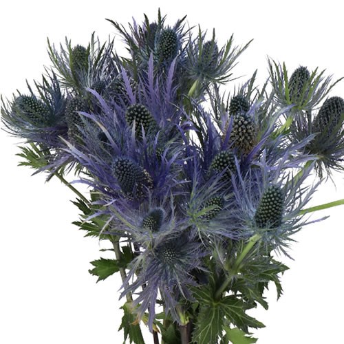 ERYNGIUM (THISTLE) DONARD VARIETY