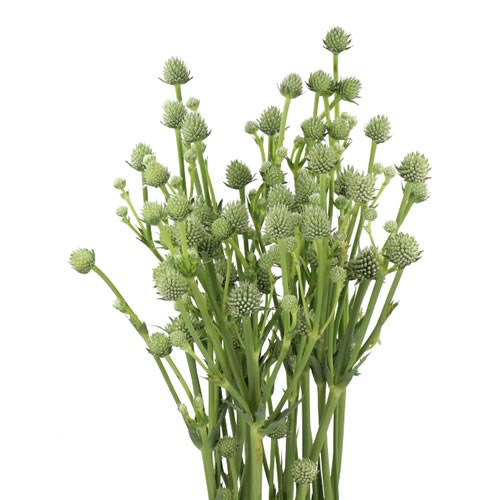 ERYNGIUM (THISTLE) GREEN SWORD