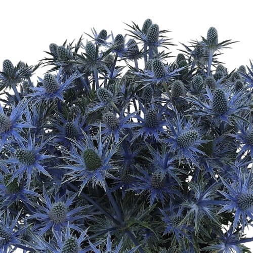 ERYNGIUM (THISTLE) JOS EIJKING