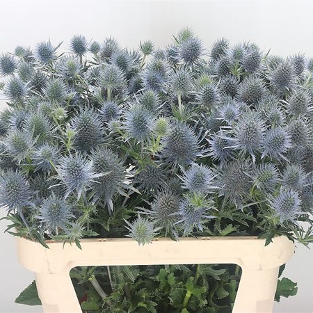 ERYNGIUM (THISTLE) MAGICAL ANITA