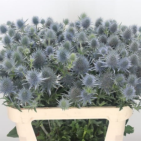 ERYNGIUM (THISTLE) MAGICAL ANITA