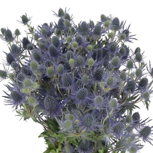 ERYNGIUM (THISTLE) MAGICAL BLUE LAGOON 65cm Wholesale Dutch Flowers