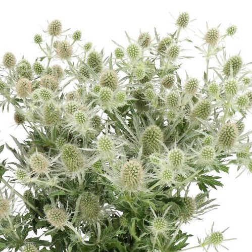 ERYNGIUM (THISTLE) MAGICAL WHITE LAGOON