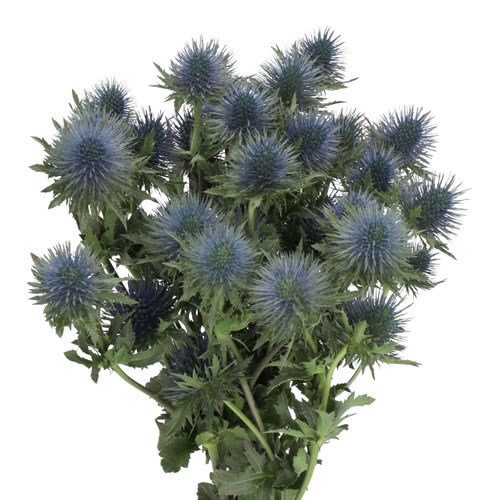 ERYNGIUM (THISTLE) QUESTAR 60cm Wholesale Dutch Flowers