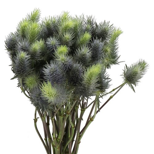 ERYNGIUM (THISTLE) PACIFIC BLUE SKY