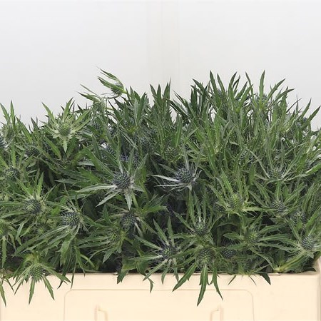 ERYNGIUM (THISTLE) PLANUM