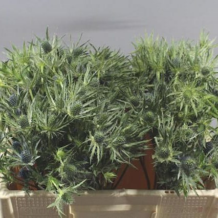 ERYNGIUM (THISTLE) PLANUM