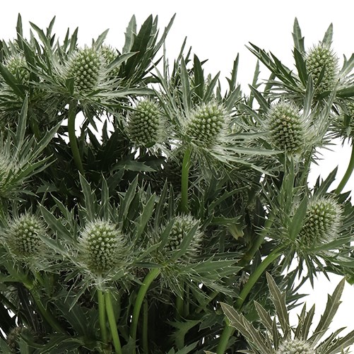 ERYNGIUM (THISTLE) PLANUM GEMINI QUESTAR